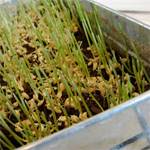 Thumbnail image for Wheatgrass