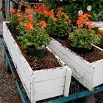 Thumbnail image for How does your garden grow?