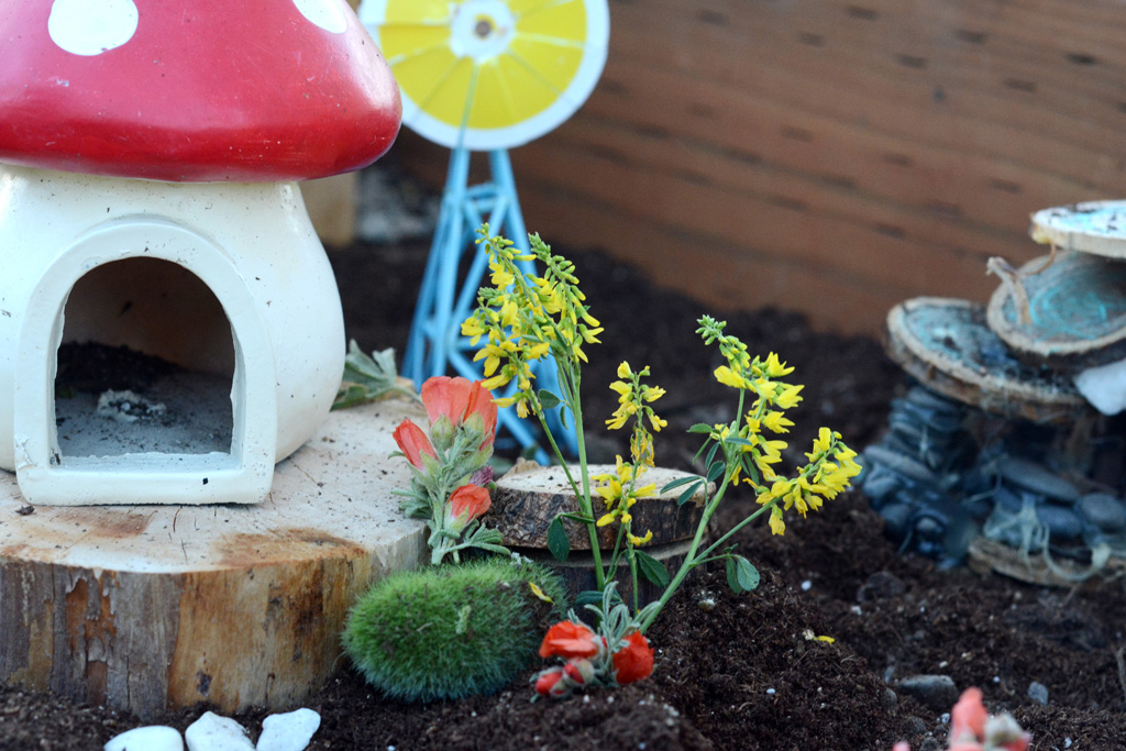 DIY Bug Garden - Give your kids a place to plant all those beautiful flower weeds they pick. The bugs will love living in a bug garden over a glass jar too. 