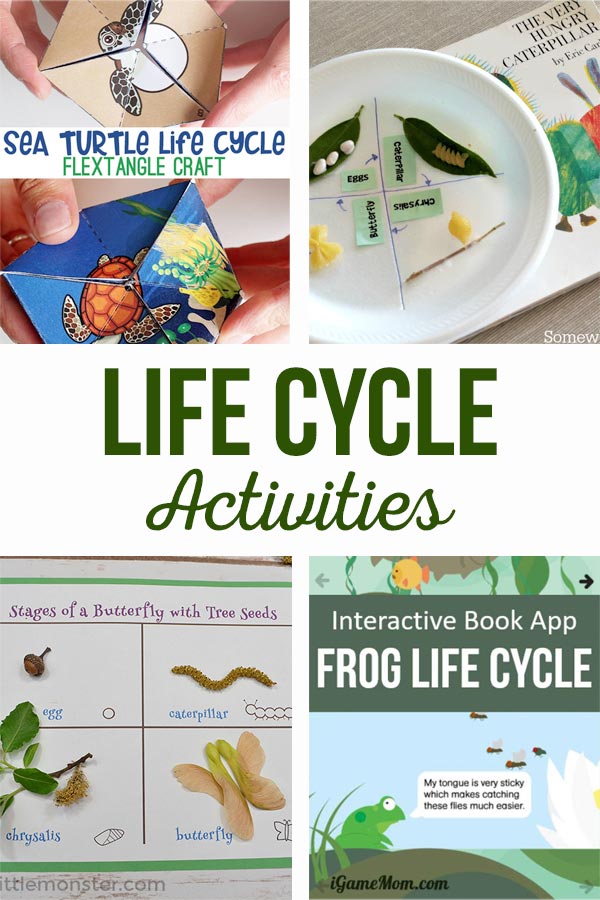 Life Cycle Activities - The Crafting Chicks