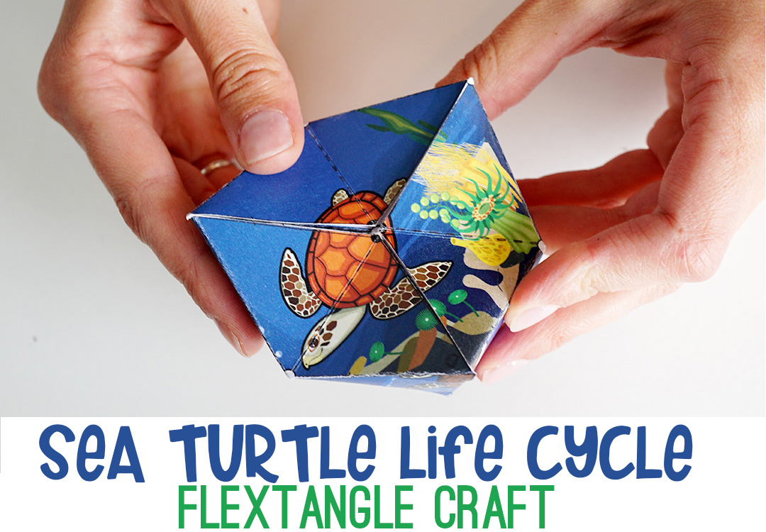 Sea Turtle Life Cycle Flextangle Craft Printable | A fun and educational printable kids craft. #lifecycle #science #printable #kidcraft